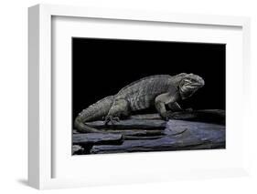 Cyclura Cornuta (Rhinoceros Iguana)-Paul Starosta-Framed Photographic Print