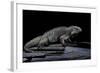 Cyclura Cornuta (Rhinoceros Iguana)-Paul Starosta-Framed Photographic Print