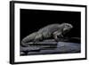 Cyclura Cornuta (Rhinoceros Iguana)-Paul Starosta-Framed Photographic Print