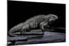 Cyclura Cornuta (Rhinoceros Iguana)-Paul Starosta-Mounted Photographic Print