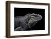 Cyclura Cornuta (Rhinoceros Iguana)-Paul Starosta-Framed Photographic Print