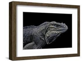 Cyclura Cornuta (Rhinoceros Iguana)-Paul Starosta-Framed Photographic Print