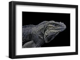 Cyclura Cornuta (Rhinoceros Iguana)-Paul Starosta-Framed Photographic Print