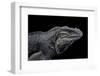 Cyclura Cornuta (Rhinoceros Iguana)-Paul Starosta-Framed Photographic Print