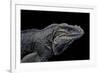 Cyclura Cornuta (Rhinoceros Iguana)-Paul Starosta-Framed Photographic Print