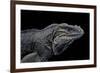 Cyclura Cornuta (Rhinoceros Iguana)-Paul Starosta-Framed Photographic Print