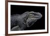 Cyclura Cornuta (Rhinoceros Iguana)-Paul Starosta-Framed Photographic Print