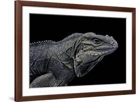 Cyclura Cornuta (Rhinoceros Iguana)-Paul Starosta-Framed Photographic Print