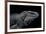 Cyclura Cornuta (Rhinoceros Iguana)-Paul Starosta-Framed Photographic Print