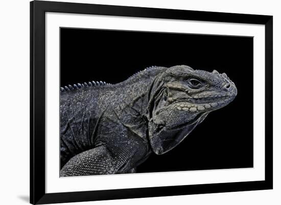 Cyclura Cornuta (Rhinoceros Iguana)-Paul Starosta-Framed Photographic Print