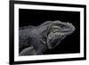 Cyclura Cornuta (Rhinoceros Iguana)-Paul Starosta-Framed Photographic Print