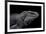 Cyclura Cornuta (Rhinoceros Iguana)-Paul Starosta-Framed Photographic Print