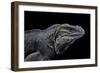 Cyclura Cornuta (Rhinoceros Iguana)-Paul Starosta-Framed Photographic Print