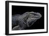 Cyclura Cornuta (Rhinoceros Iguana)-Paul Starosta-Framed Photographic Print