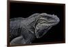 Cyclura Cornuta (Rhinoceros Iguana)-Paul Starosta-Framed Photographic Print