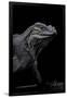 Cyclura Cornuta (Rhinoceros Iguana)-Paul Starosta-Framed Photographic Print