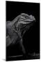 Cyclura Cornuta (Rhinoceros Iguana)-Paul Starosta-Mounted Photographic Print