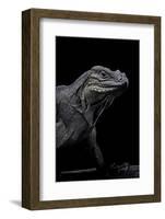 Cyclura Cornuta (Rhinoceros Iguana)-Paul Starosta-Framed Photographic Print