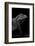 Cyclura Cornuta (Rhinoceros Iguana)-Paul Starosta-Framed Photographic Print