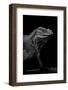 Cyclura Cornuta (Rhinoceros Iguana)-Paul Starosta-Framed Photographic Print