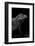 Cyclura Cornuta (Rhinoceros Iguana)-Paul Starosta-Framed Photographic Print