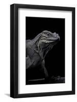 Cyclura Cornuta (Rhinoceros Iguana)-Paul Starosta-Framed Photographic Print