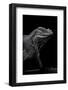 Cyclura Cornuta (Rhinoceros Iguana)-Paul Starosta-Framed Photographic Print