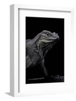 Cyclura Cornuta (Rhinoceros Iguana)-Paul Starosta-Framed Photographic Print