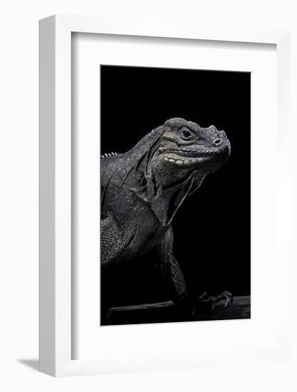 Cyclura Cornuta (Rhinoceros Iguana)-Paul Starosta-Framed Photographic Print