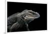 Cyclura Cornuta (Rhinoceros Iguana)-Paul Starosta-Framed Photographic Print