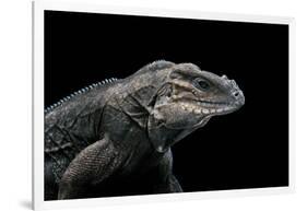 Cyclura Cornuta (Rhinoceros Iguana)-Paul Starosta-Framed Photographic Print