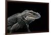 Cyclura Cornuta (Rhinoceros Iguana)-Paul Starosta-Framed Photographic Print