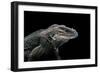 Cyclura Cornuta (Rhinoceros Iguana)-Paul Starosta-Framed Photographic Print