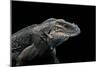 Cyclura Cornuta (Rhinoceros Iguana)-Paul Starosta-Mounted Photographic Print