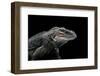 Cyclura Cornuta (Rhinoceros Iguana)-Paul Starosta-Framed Photographic Print