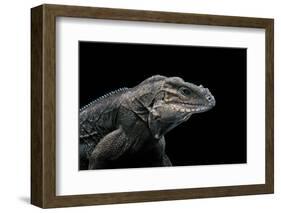 Cyclura Cornuta (Rhinoceros Iguana)-Paul Starosta-Framed Photographic Print