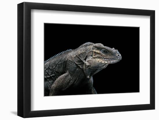 Cyclura Cornuta (Rhinoceros Iguana)-Paul Starosta-Framed Photographic Print