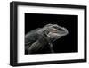 Cyclura Cornuta (Rhinoceros Iguana)-Paul Starosta-Framed Photographic Print