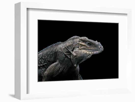 Cyclura Cornuta (Rhinoceros Iguana)-Paul Starosta-Framed Photographic Print