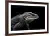 Cyclura Cornuta (Rhinoceros Iguana)-Paul Starosta-Framed Photographic Print