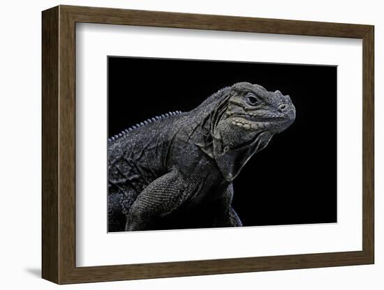 Cyclura Cornuta (Rhinoceros Iguana)-Paul Starosta-Framed Photographic Print