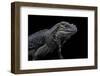 Cyclura Cornuta (Rhinoceros Iguana)-Paul Starosta-Framed Photographic Print