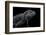 Cyclura Cornuta (Rhinoceros Iguana)-Paul Starosta-Framed Photographic Print