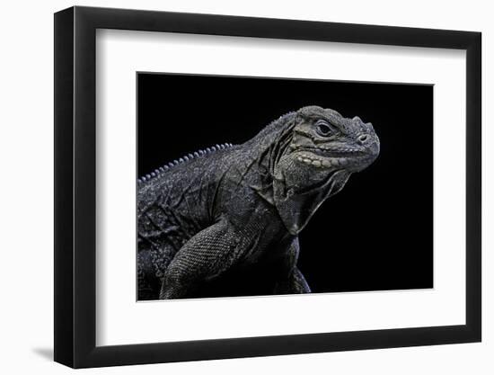 Cyclura Cornuta (Rhinoceros Iguana)-Paul Starosta-Framed Photographic Print