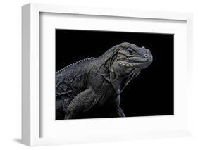 Cyclura Cornuta (Rhinoceros Iguana)-Paul Starosta-Framed Photographic Print