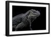 Cyclura Cornuta (Rhinoceros Iguana)-Paul Starosta-Framed Photographic Print