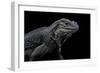 Cyclura Cornuta (Rhinoceros Iguana)-Paul Starosta-Framed Photographic Print