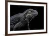 Cyclura Cornuta (Rhinoceros Iguana)-Paul Starosta-Framed Photographic Print