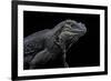 Cyclura Cornuta (Rhinoceros Iguana)-Paul Starosta-Framed Photographic Print