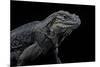 Cyclura Cornuta (Rhinoceros Iguana)-Paul Starosta-Mounted Photographic Print